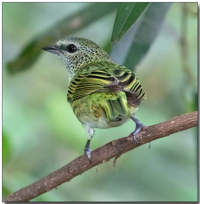 Spotted Tanager