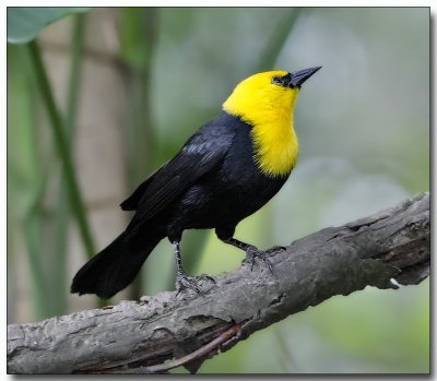 Yellow-hooded Blackbird - male