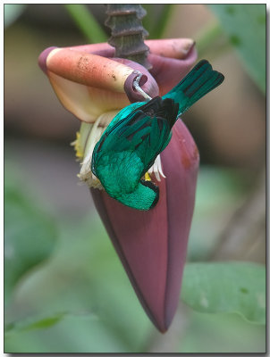 Green Honeycreeper