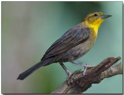 Yellow-hooded Blackbird -female