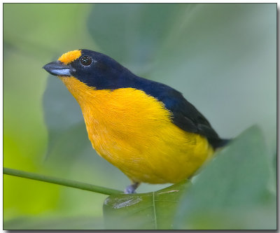Violaceous Euphonia - Male