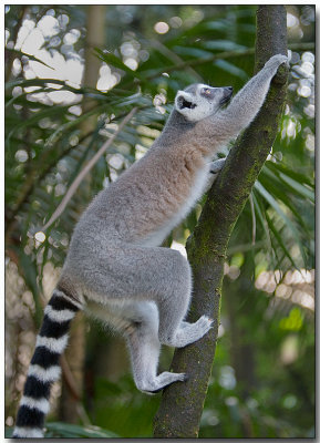 Ring-tailed Lemur