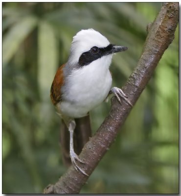 White-crested Laughing Thrush