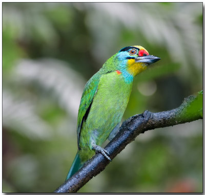 Black-browed Barbet