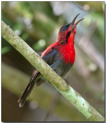 Crimson Sunbird singing