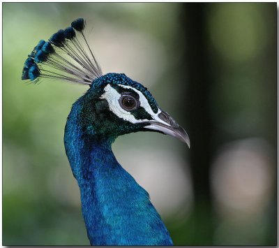 Indian Peafowl - male Peacock