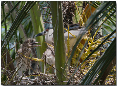 Black-crowned Night Heron - nest & chicks