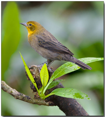 Yellow-hooded Blackbird - female