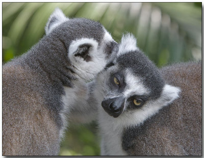 Lemurs Bonding