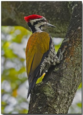 Common Flameback Woodpecker - male