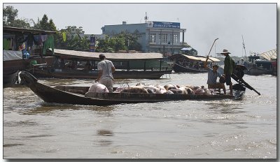 Piggies going to market - Floating Market