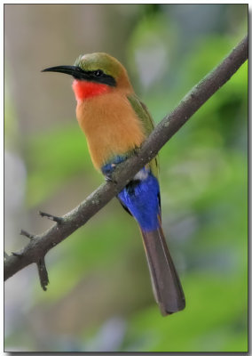 Red-throated Bee Eater