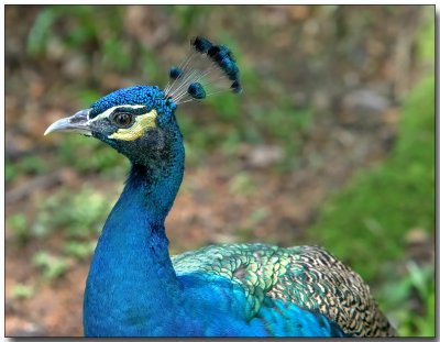 Indian Peafowl - male Peacock