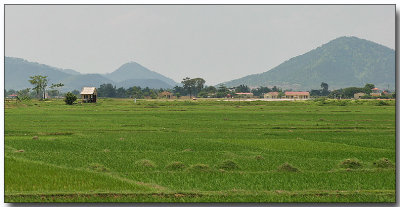 Rice paddies, Hanoi