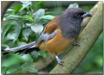 Rufous Treepie