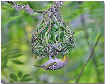 Village Weaver - Female building the nest