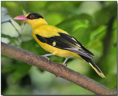 Black-naped Oriole - male