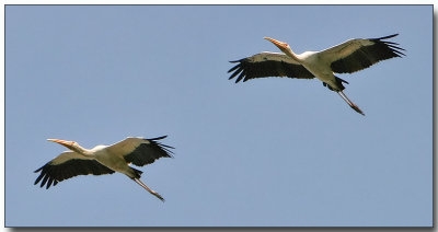 Milky Storks in flight