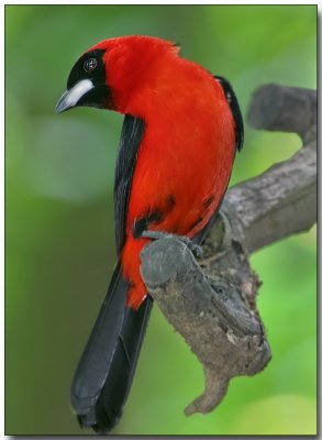 Masked Crimson Tanager