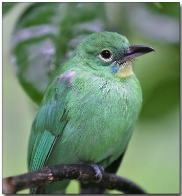 Greater Green Leafbird - female