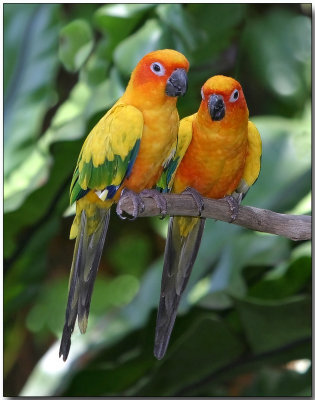 Sun Conure