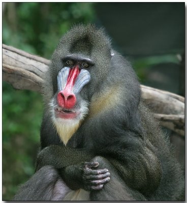 Mandrill