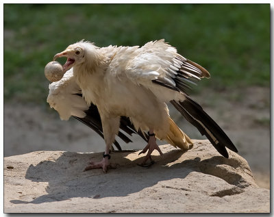 Egyptian Vulture - egg toss