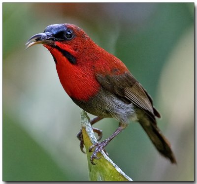 Crimson Sunbird - with lunch