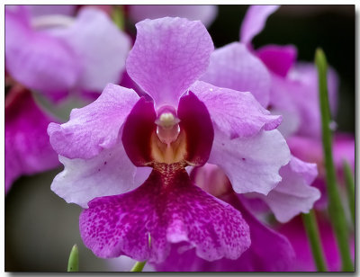 Vanda Miss Joaquim