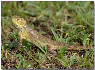 Insect control - Changeable Lizard