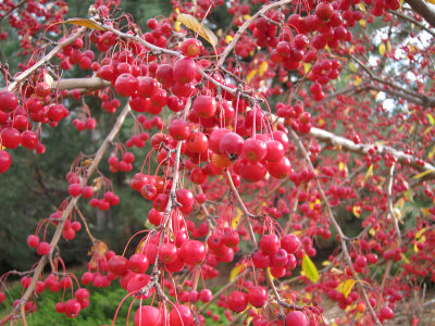 berries.jpg