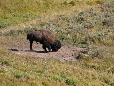 Along the road east side of Yellowstone