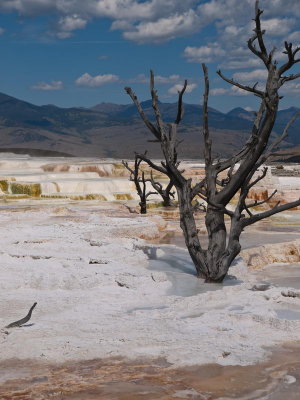 Mammoth Hot Springs, Yellowstone