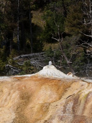 Leaving Mammoth Hot Springs, Yellowstone