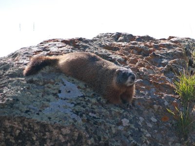 Indian Pond Area, Yellowstone