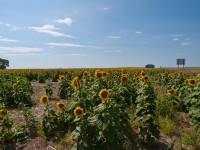 On the road in central SD. Sunflower Fields