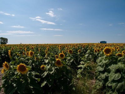 On the road in central SD. Sunflower Fields