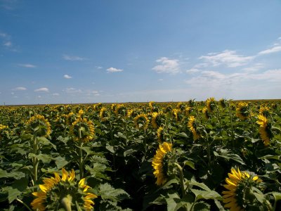 On the road in central SD. Sunflower Fields