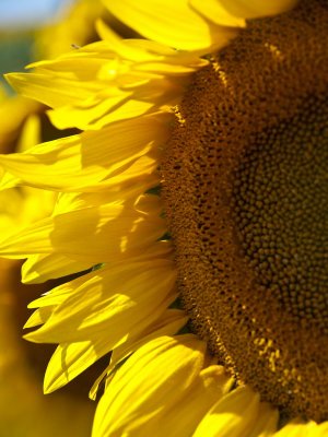 On the road in central SD. Sunflower Fields