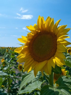 On the road in central SD. Sunflower Fields