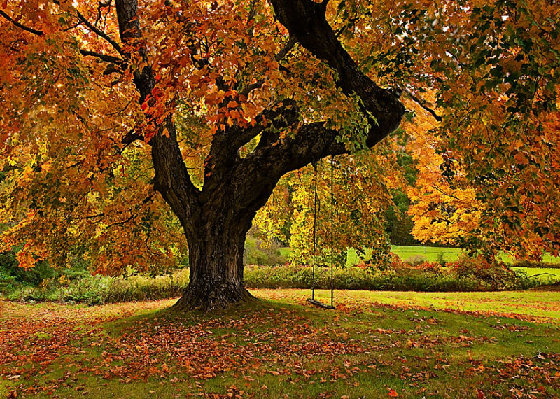 Fall Tree Buzzed