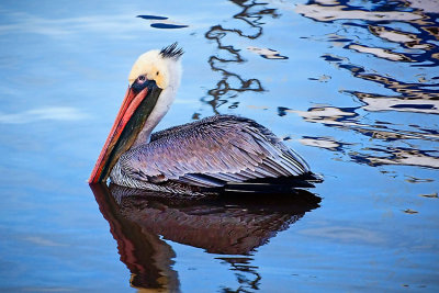 26 pelican.jpg