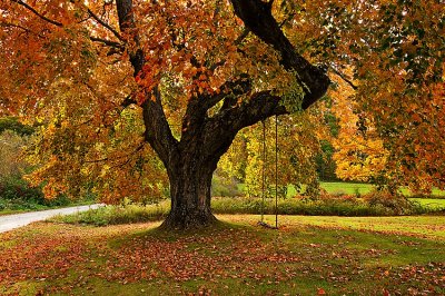 Fall Tree 02