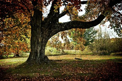 Fall Tree 03