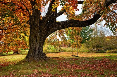 Fall Tree 04