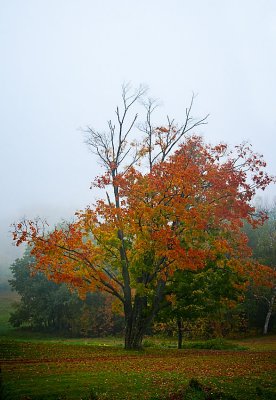 Fall Tree 06