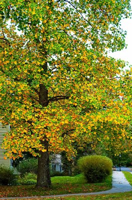 Fall Tree 08