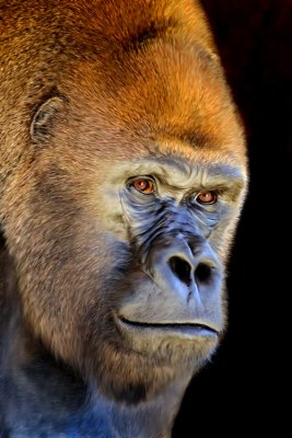Gorilla