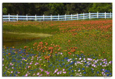 Wildflower Field in Brenham, Tx