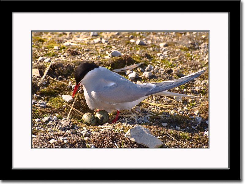 Nesting Arctic Tern